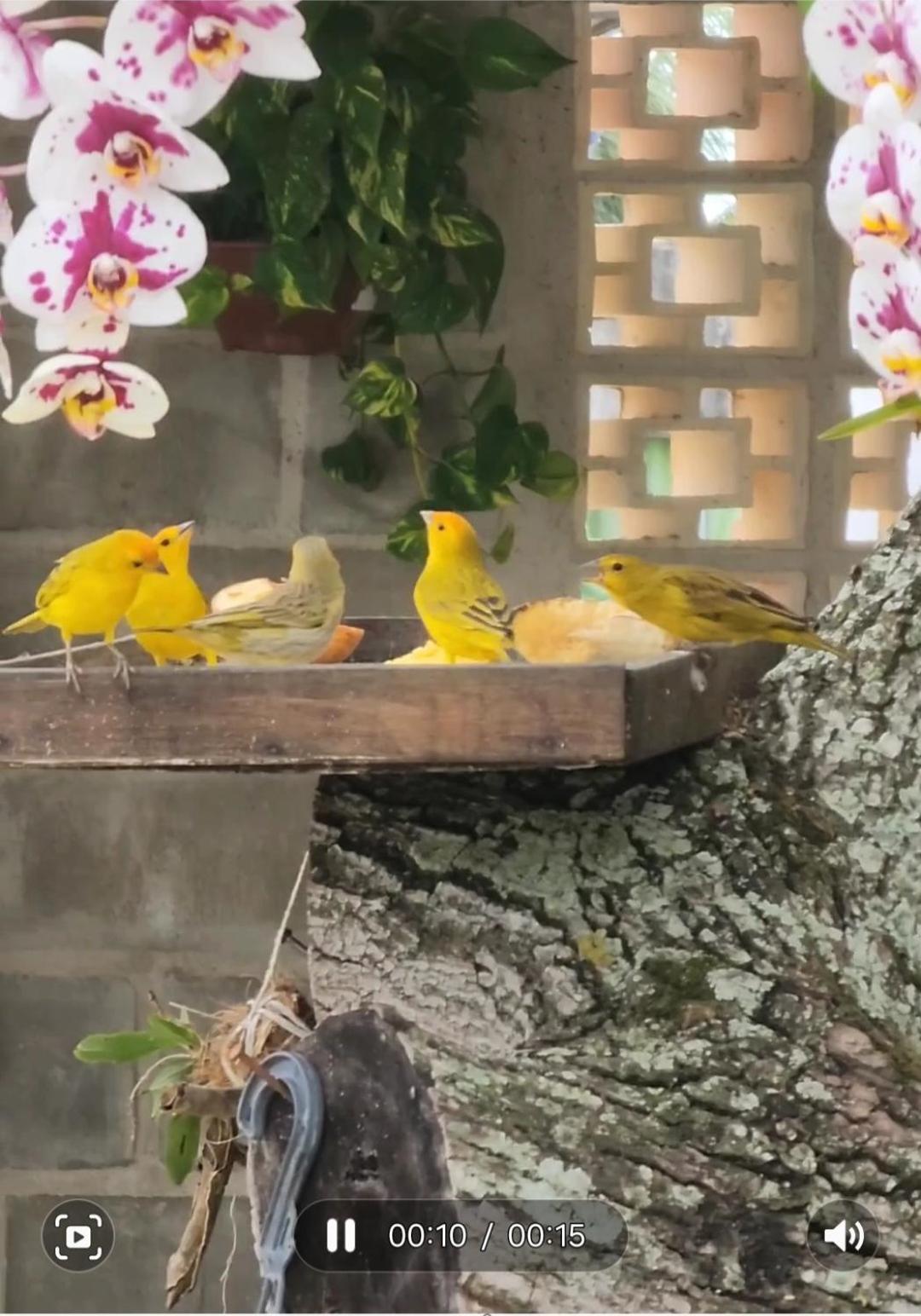 Pousada Canto Do Sabia Piuma Bagian luar foto